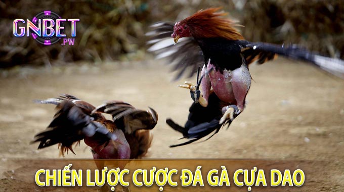 Chiến Lược Cược Đá Gà Cựa Dao